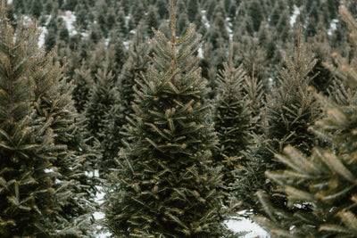 What is really sustainable?